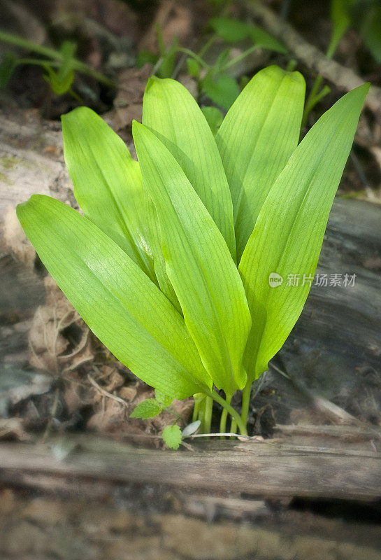 拉姆森-熊蒜- Bärlauch